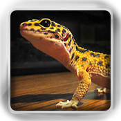 Lizard Flip: Flashcards of Dragons & Lizards
