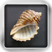 Seashell Flip: Flashcards of Sea Shells