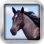Horses Flip: Flashcards of Horse Breeds