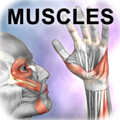 Learn Muscles : Anatomy Quiz & Reference