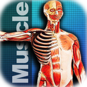 Muscle Encyclopedia