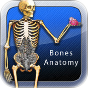 Bones Anatomy