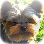 Amazing Yorkies Tap Puzzles - free edition