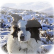 Amazing Border Collies Tap Puzzles - free edition