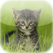 Amazing Kitten Tap Puzzles - free for iPad
