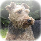 Amazing Terrier Dog Tap Puzzles - free edition