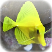 Aquarium Fish Tap Puzzles