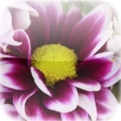 Amazingly Flower Tap Puzzles - free for iPad