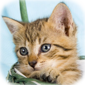 Cutie Scratch -Cats-