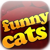 Funny Cats - Best Funny LOLcat Vids, Pics, and Jokes