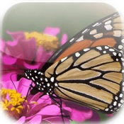 Amazing Butterflies iSlider Puzzles