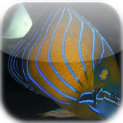 Aquarium - Saltwater Fish