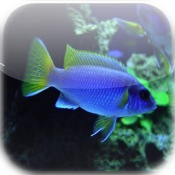 Aquarium - Freshwater Fish