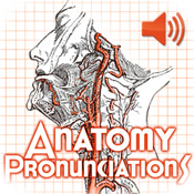 Anatomy Pronunciations