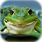 Sprechende Frosch