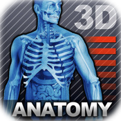 Human Body 3D Anatomy